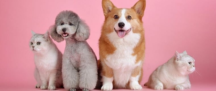 Assurance animaux de compagnie